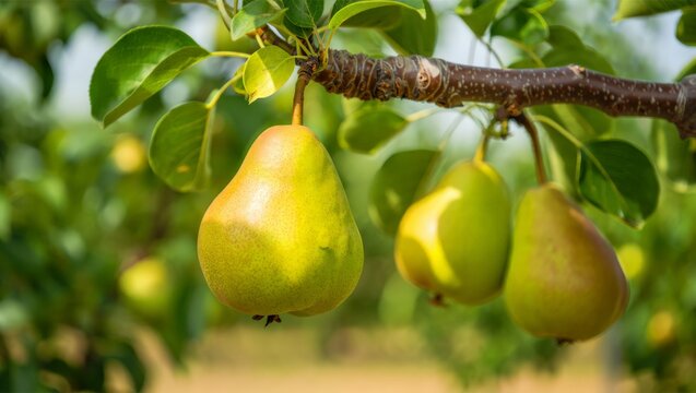 Fresh pears hanging from a branch in a sunny summer orchard.