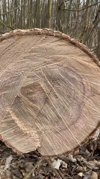 Vertical stock video closeup cut log cross section in winter forest showing wood grain, saw marks and sawdust on ground. Soft muted light creates tactile rustic mood camera moves