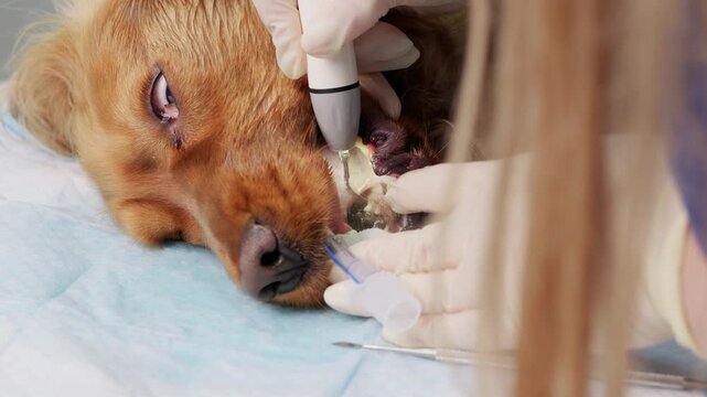 Professional veterinarian performing an oral hygiene procedure on a sedated english cocker spaniel, carefully removing tartar and plaque from the dog's teeth with an ultrasonic scaler