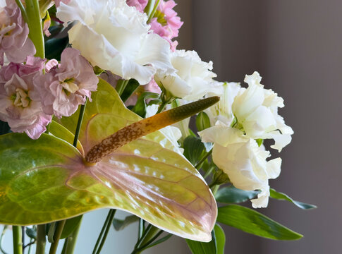 Close up of an anthurium bouquet with white and pink flowers. Glossy green leaves and a spadix create a fresh indoor floral arrangement. Ideal for botanical decor, gift bouquets,