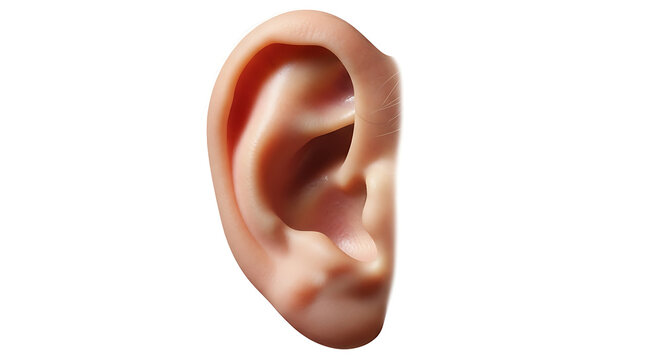 Human ear close-up with body part outer ear auditory physiology close-up perception healthcare