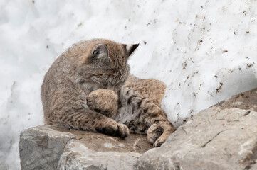 lynx © Myriam