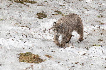 lynx in the snow © Myriam