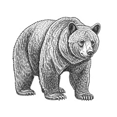 Grizzly Bear Illustration - Realistic Scratchboard Art Style © nongko