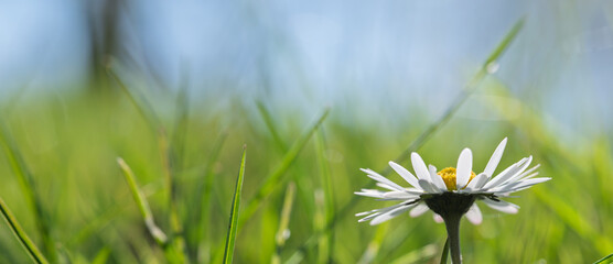 Common daisy in green grass under bright spring sky © Vjom