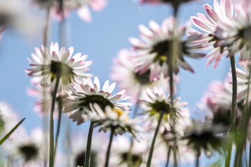 Low angle common daisies against blue sky with soft bokeh © Vjom
