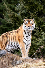 Obraz premium tiger in the zoo