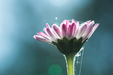 Backlit Pink Common Daisy with Spider Silk on Blue Background © Vjom
