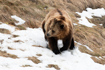 brown bear cub © Myriam