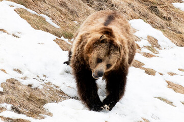 brown bear cub © Myriam