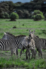 Fototapeta premium Kenya 