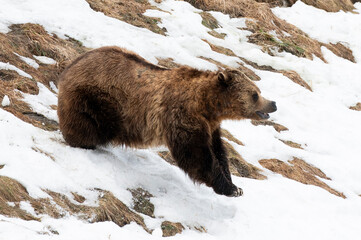 brown bear cub © Myriam