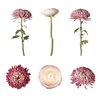 Pink and cream chrysanthemums isolated on white background. Cut flower stems and blooms arranged in a botanical set. Floral stock image for design,