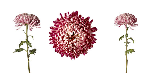 Pink chrysanthemum flowers isolated on white background. A central bloom with two stems stands in a studio floral cutout. Botanical stock image for © valiantsin