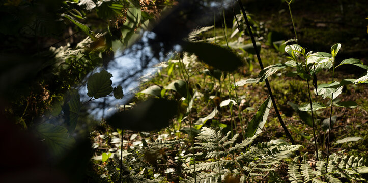 Sunlit forest undergrowth with young plants and fern leaves. Natural woodland floor in soft shadow and bright green light. Ecology and nature background..