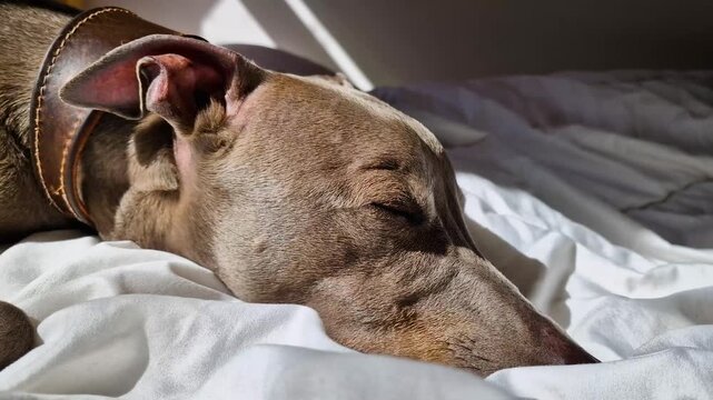 Sleeping Italian greyhound dog head extreme close up