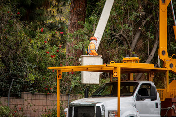 A tree trimmer in the bucket of a large articulating boom lift. © F Armstrong Photo