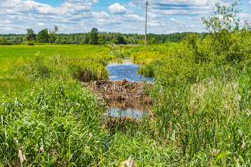 A small river flowing through marshes with a dam built by beavers to hold back the water. © michal812