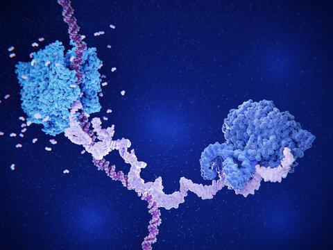 DNA transcription by RNA polymerase (light blue) and pre-mRNA splicing by the spliceosome (darker blue).