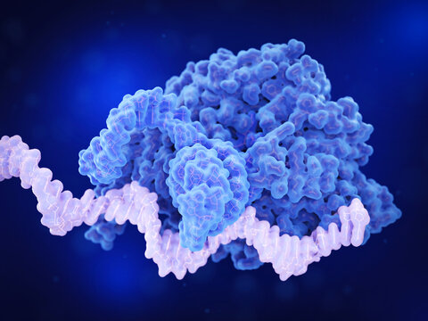 Pre-mRNA-spliceosome  complex.  The spliceosome (dark blue) removes non-coding regions (introns) from pre-mRNA (light violet), leaving the coding regions (exons) to form mature mRNA. 