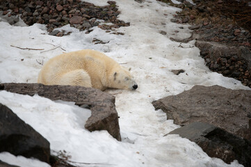polar bear cub © Myriam