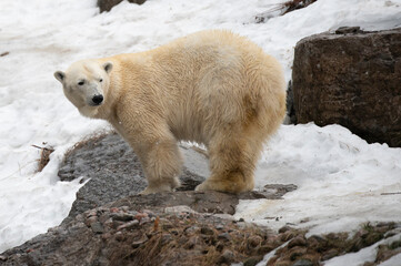polar bear cub © Myriam