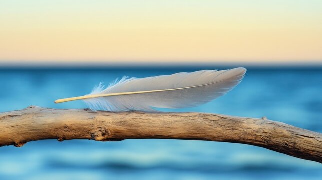 Serene Coastal Feather: A Gentle Breeze by the Ocean