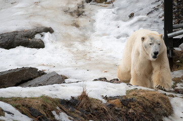 polar bear cub © Myriam