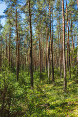 Obraz premium natural landscape of a pine forest in summer