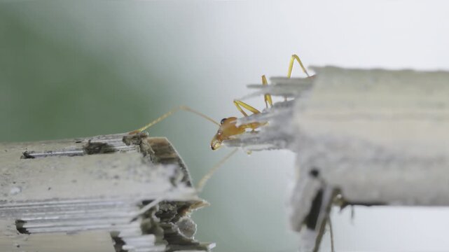 Red ants crossing narrow branch in slow motion with teamwork unity and detailed macro perspective