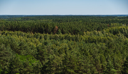 tree canopy in a coniferous forest viewed from a great height © michal812