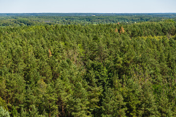 tree canopy in a coniferous forest viewed from a great height © michal812