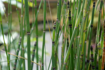 Obraz premium Horsetail has cylindrical, segmented stems with longitudinal grooves and clearly visible nodes. Equisetum debile