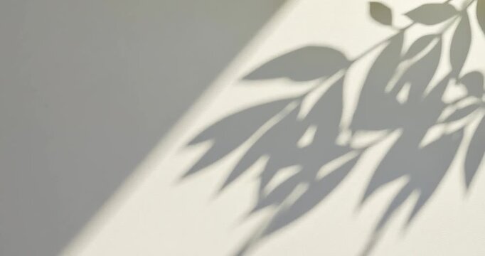 Shadow Play: The image portrays a delicate dance of light and shadow, where the silhouette of leaves graces a smooth surface, creating an elegant minimalist composition. 