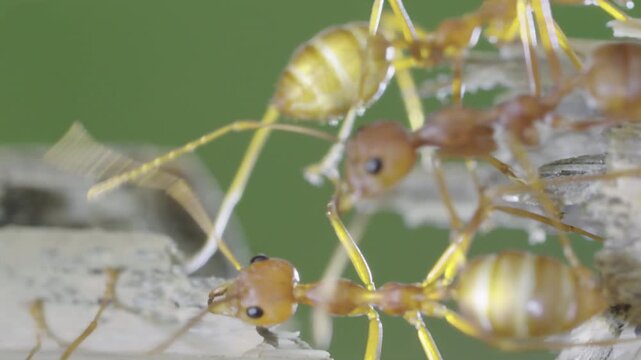 Red ants crossing broken twig in slow motion showing teamwork and cooperation in natural environment macro close up