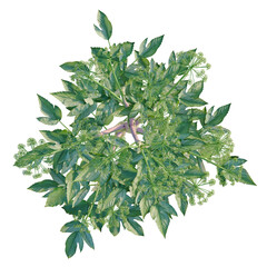 Fototapeta premium Angelica archangelica tree plan, top view, cutout, transparent background, isolate, Detailed close-up of a vibrant Queen Anne's Lace flower with intricate petal and leaf structure.