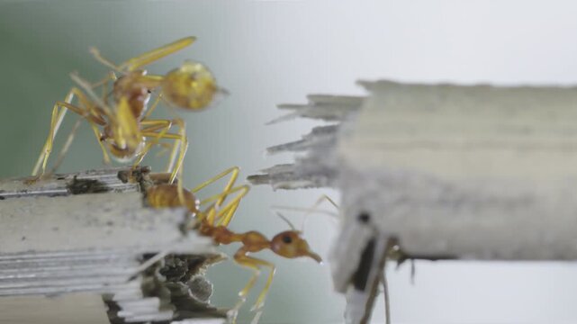 Slow motion red ants walking across small branch with detailed movement and soft background macro nature scene