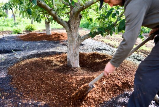 Gardener mulching around young fruit trees in an orchard with wood chips