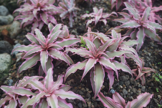 The pink star bromeliad, Cryptanthus bivittatus. Earth Star or Pink Starlite.