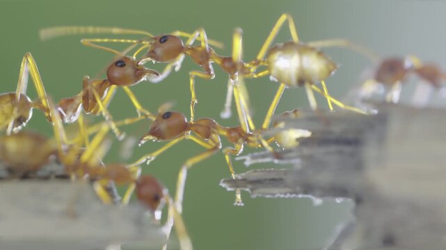 Red ants bridging gap on broken wood in slow motion with teamwork concept and shallow depth of field