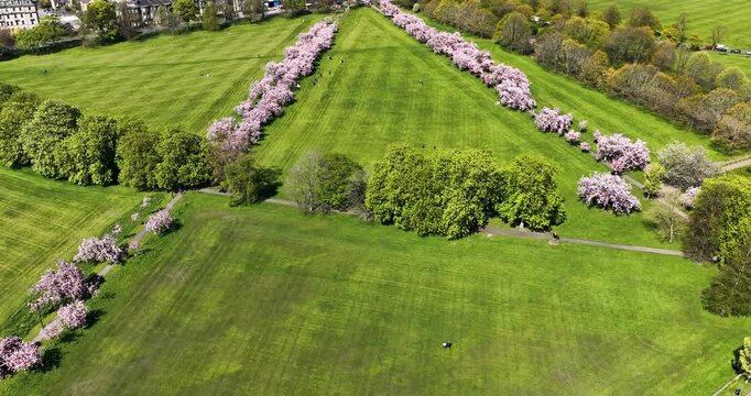 Aerial view of blossom trees lining pathways through a green park in Harrogate North Yorkshire during springtime with open lawns surrounding streets and houses creating a calm British landscape