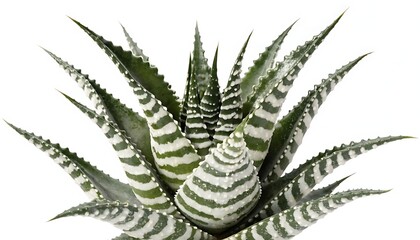 Fototapeta premium Haworthia fasciata zebra succulent with green and white stripes isolated with shadow. AI generated.