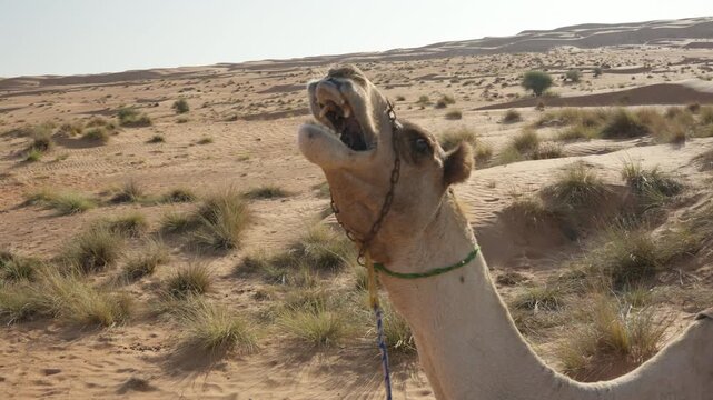 Slow Motion Close-Up of Camel Growling in Wahiba Sands, Cinematic Omani Camel Vocalization and Facial Detail