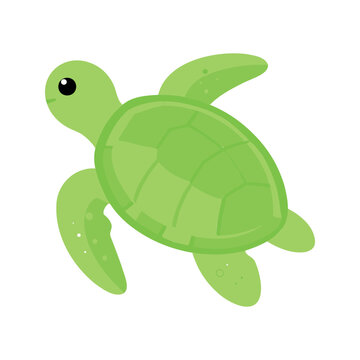 Adorable green sea turtle swimming with a smile on its face on white background