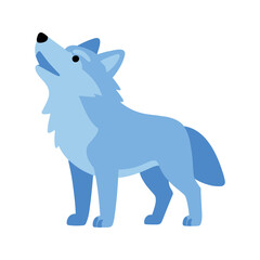 Fototapeta premium Blue wolf howls with its head raised up toward the sky on a white background