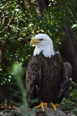 Obraz premium Wildlife and Nature 