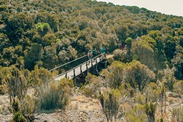 Fototapeta premium Hikers Crossing a wooden bridge amidst Giant Groundsels in the Afro-Alpine Moorland ecological zone on the Marangu Route, Mount Kilimanjaro