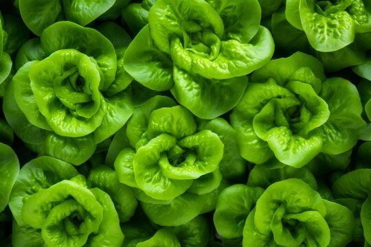 Vibrant heads of bibb lettuce growing in a controlled hydroponic environment