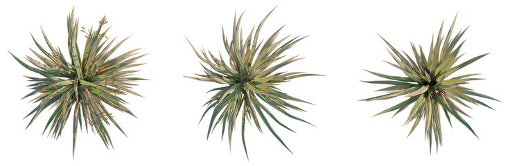 Fototapeta premium Phormium cookianum tricolor tree plan, top view, cutout, transparent background, isolate, Golden wheat field with ripe ears, close-up of grain harvest, agriculture, food concept