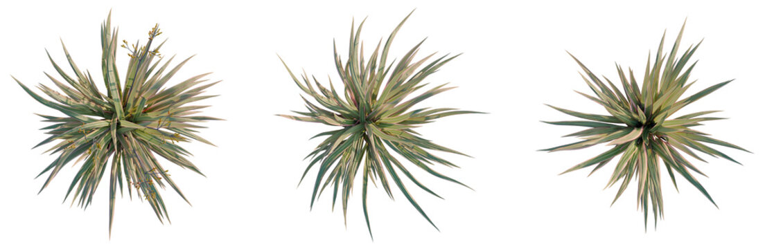 Phormium cookianum tricolor tree plan, top view, cutout, transparent background, isolate, Golden wheat field with ripe ears, close-up of grain harvest, agriculture, food concept